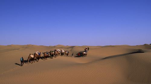 El grupo de camellos avanza a través de las dunas. Foto: Sebastián Álvaro